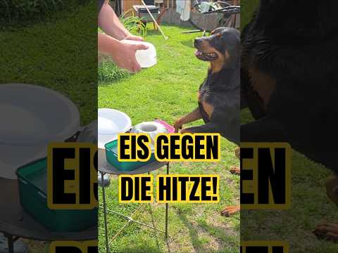 🧊😂 Ares bekommt heute FETTE Eisbomben wegen der Hitze thumbnail