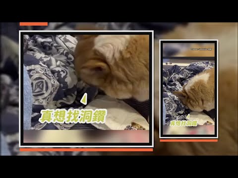 寶寶不斷大哭　狗狗一臉無辜：不是偶弄的 thumbnail