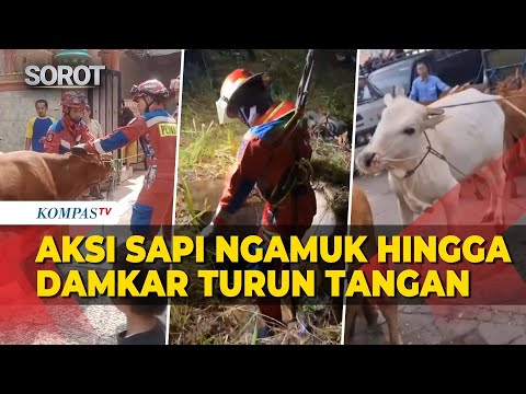 Kocak Tapi Tegang!  Kumpulan Aksi Sapi Kurban Ngamuk, Damkar Sampai Turun Tangan thumbnail