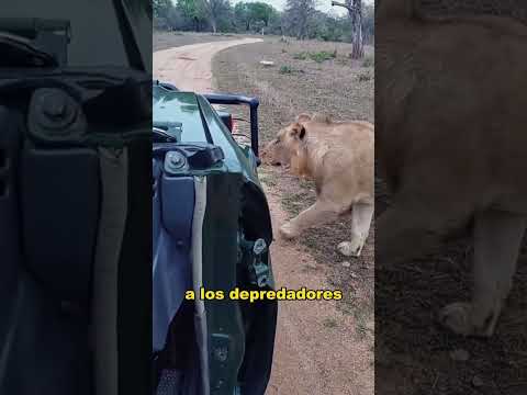 Why do pigs laugh when they die?#animals #fyp  #Friendship #Us thumbnail