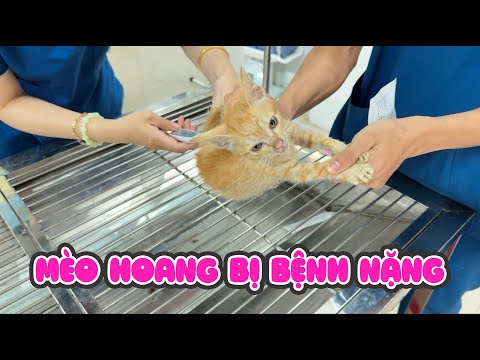 Đưa Bé Mèo Hoang Bị Bỏ Rơi Đi Cấp Cứu thumbnail