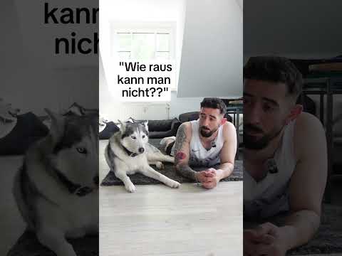Beschwert sich euer Hund auch? Nein, nur meiner? #husky thumbnail