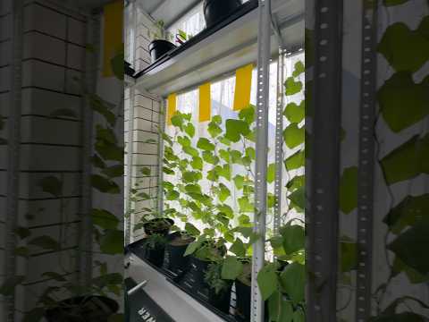 Как мы избавились от белокрылки #белокрылка #сад #огород #садоводство #огурцывтеплице thumbnail