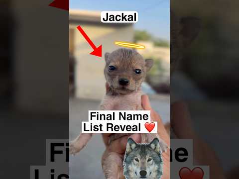 Jackal Final Name List Decide ❤️ thumbnail