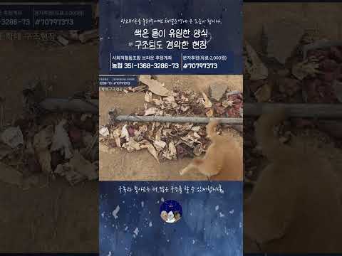 썩은 물이 유일한 양식 구조팀도 경악한 현장 thumbnail