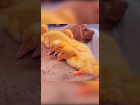 🐶🦆 الجرو الذي أصبح أمًا لصغار البط 💛🥚✨ thumbnail