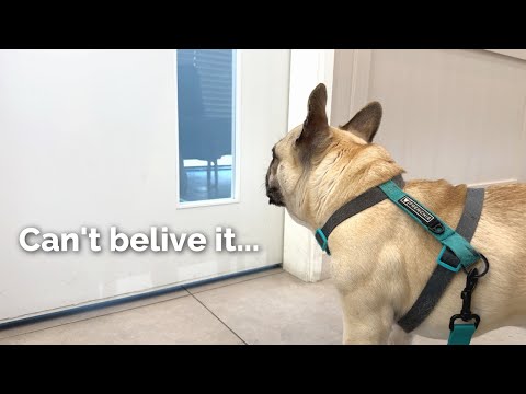 We had to take Griffin to the vet unexpectedly... thumbnail