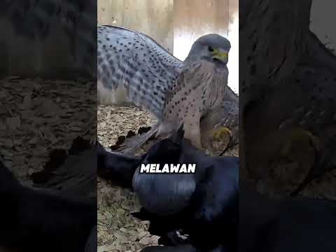 Kemarahan Alap-alap Saat Sarangnya Dimasuki🐦 thumbnail
