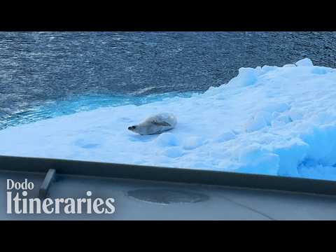 Nothing Could Ever Prepare You for Antarctica | The Dodo thumbnail