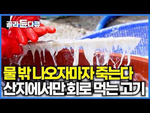 물 밖으로 나오면 바로 기절? 1년 중 딱 두 달만 허락되는 전설의 회｜배에서 내린 어부 쫓아가야 겨우 먹는 성질 급한 물고기의 정체｜한국기행｜#골라듄다큐 thumbnail