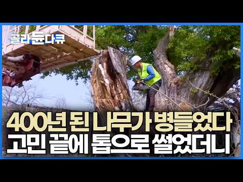 400년 동안 자리를 지켰던 나무가 죽어가길래 내린 결정｜나무 의사가 썩은 나무를 치료하는 과정｜극한직업｜#골라듄다큐 thumbnail