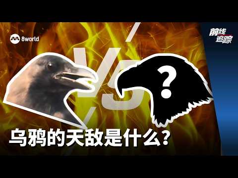 前线追踪 | 乌鸦的天敌是什么？ thumbnail