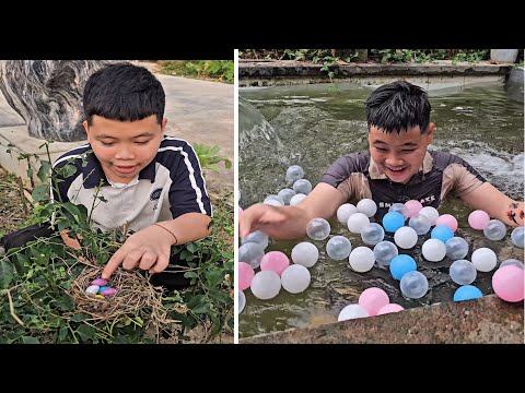 Video Ngắn: Tổ chim này thumbnail
