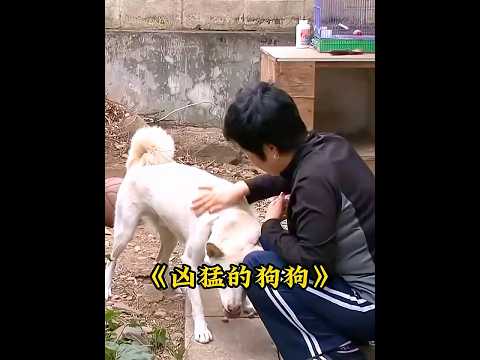 狗狗经常对主人发起攻击，就连喂饭的时候都龇牙咧嘴 #animals #dogs #狗狗 thumbnail