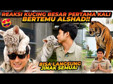 ALSHAD BERAKSI BERMAIN DENGAN HARIMAU, SINGA DAN MACAN TUTUL DI BERBAGAI NEGARA!! thumbnail