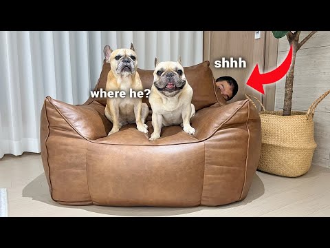 Playing Hide And Seek With My Dogs In Our **NEW HOUSE** thumbnail