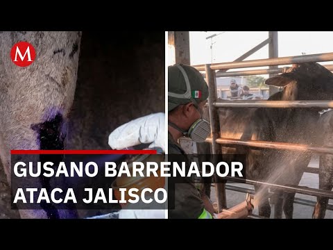 Alerta en Jalisco: gusano barrenador devora tejido vivo; peligro si tienes herida abierta thumbnail