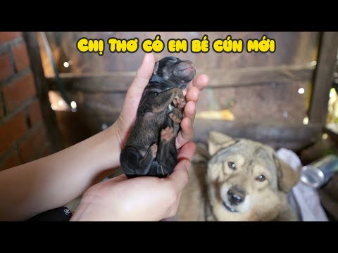 Chị Thơ Chào Đón Em Bé Mới thumbnail