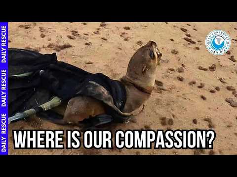 Why Does the World Allow This Cruelty to Happen to Seals? thumbnail