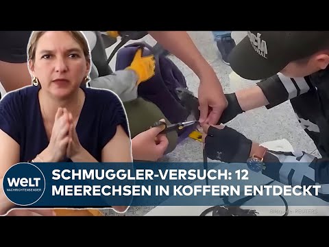 WILDTIERHANDEL: Zwölf lebende Galápagos-Meerechsen gefesselt in Koffern am Flughafen entdeckt thumbnail