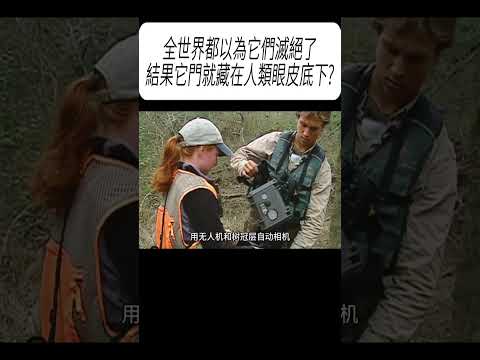 全世界都以為它們滅絕了，結果它門就藏在人類眼皮底下?#科普 #漲知識 thumbnail