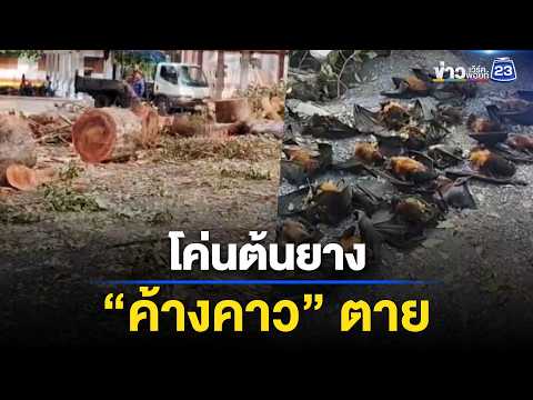 ชาวบ้านเดือด! วัดโค่นต้นยาง “ค้างคาว” l ตลาดข่าว - ข่าวเช้าเวิร์คพอยท์ l 29 พ.ค.69 thumbnail
