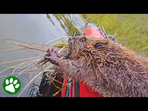 Exhausted Beaver Saved Just in Time ❤️ thumbnail