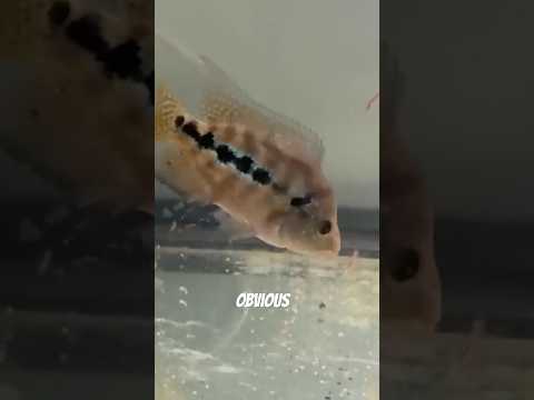 Second best Flowerhorn baby fish! thumbnail