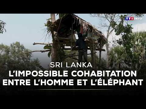 Sri Lanka : l'impossible cohabitation entre l'homme et l’éléphant｜TF1 INFO thumbnail