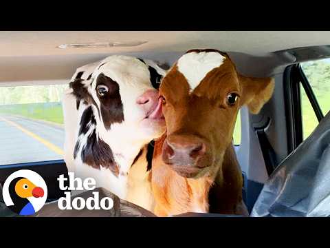 They Became Best Friends During Their Rescue | The Dodo thumbnail