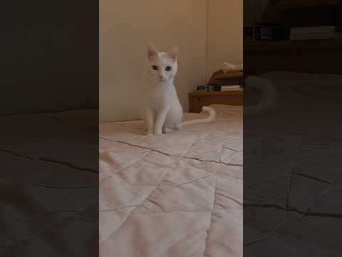 今のシロ。　 #保護猫 #猫のいる暮らし #猫 thumbnail