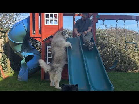 We Had To Rescue A Dog! (He's So Cute!!) thumbnail