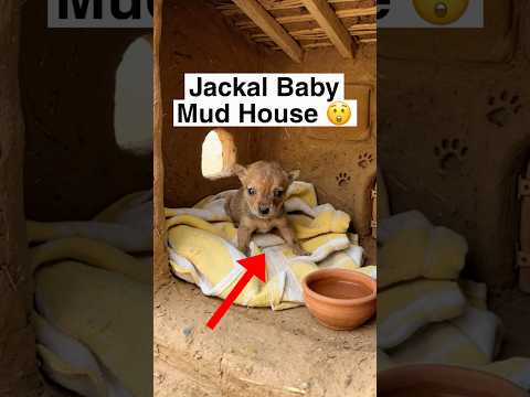 Mud House Of Jackal Baby thumbnail