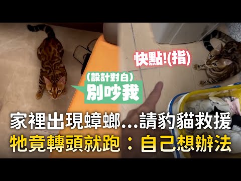 家裡出現蟑螂...請豹貓救援　牠竟轉頭就跑：自己想辦法｜#寵物雲 thumbnail