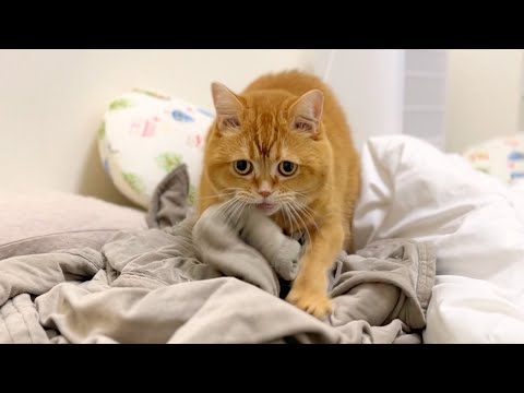 フミフミを投げ出してまで、2歳の弟の元へ駆けつけた理由が尊すぎました… thumbnail