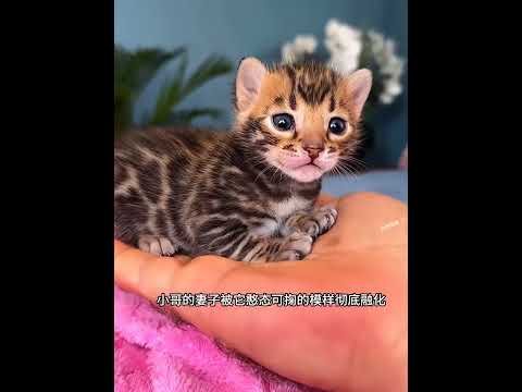 男子在枯树中发现只神秘生物，好心救助后，没想到竟意外捡到宝！ thumbnail