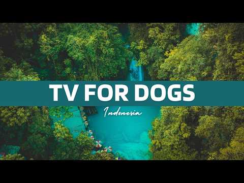 TV for Dogs: At Home Dog Stimulation with Virtual Hiking Nature Walks thumbnail