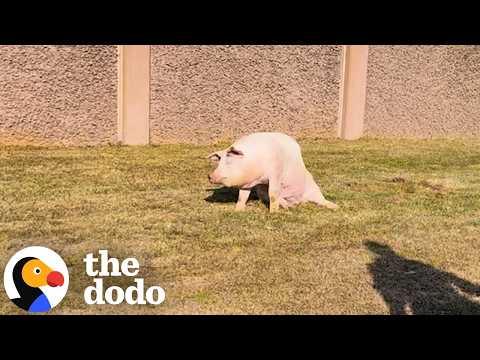 Pig Stops Highway Traffic To Save Her Own Life | The Dodo thumbnail