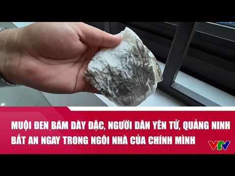 Muội đen bám dày đặc, người dân Yên Tử, Quảng Ninh bất an ngay trong ngôi nhà của chính mình | VTV24 thumbnail