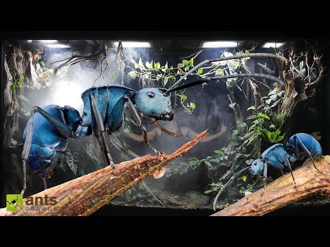 My New Ultra Rare Blue Ant Colony thumbnail