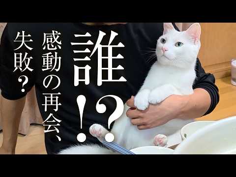 愛猫は大好きだったお兄ちゃんを覚えているのか？ thumbnail