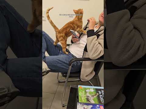 Loki beim Tierarzt  #katzen thumbnail