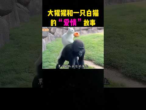 大猩猩?和一只白猫的爱情故事，太感动了！ #大熱門 #感人壹幕#影视聚焦 #影視解説 #熱門 #正能量剧情 #萌宠 thumbnail
