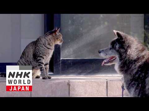 Akita: Good Manners Even Between Friends - A Cat's-Eye View of Japan thumbnail