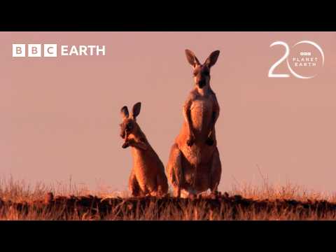 How Do Kangaroos Survive Extreme Heat? | 20 Years of Planet Earth | BBC Earth thumbnail