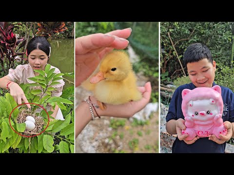 Video Ngắn: Tìm Vịt Con Bị Thất Lạc thumbnail