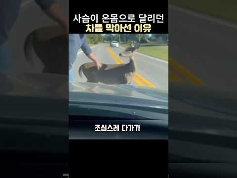 사슴이 차를 막아선이유#어미사슴 모성#아기사슴구조 #감동동물 thumbnail