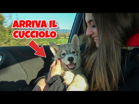 ECCO COME È CAMBIATA LA VITA CON UN SECONDO CANE - LA STORIA DEL NOSTRO CUCCIOLO ❤️🐾 thumbnail