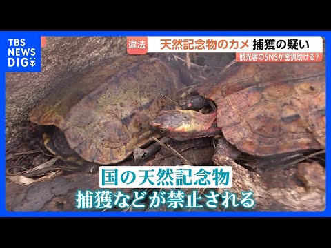 「場所が分かってしまう」観光客のSNS投稿を悪用も　天然記念物の密猟が問題な沖縄県 「お金になるから」やんばる地域で希少生物捕獲のペットショップ経営者ら逮捕｜TBS NEWS DIG thumbnail