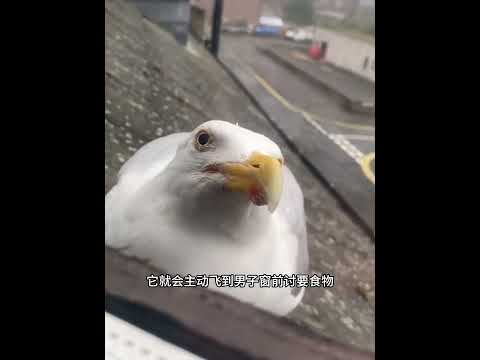 男子在海边救了只海鸥，没想到，从此便于海鸥结下了不解之缘！ #animals #动物救助 #主人 #寵物友善日常 #pets #感人壹幕 #搞笑 #cute #寵物 thumbnail